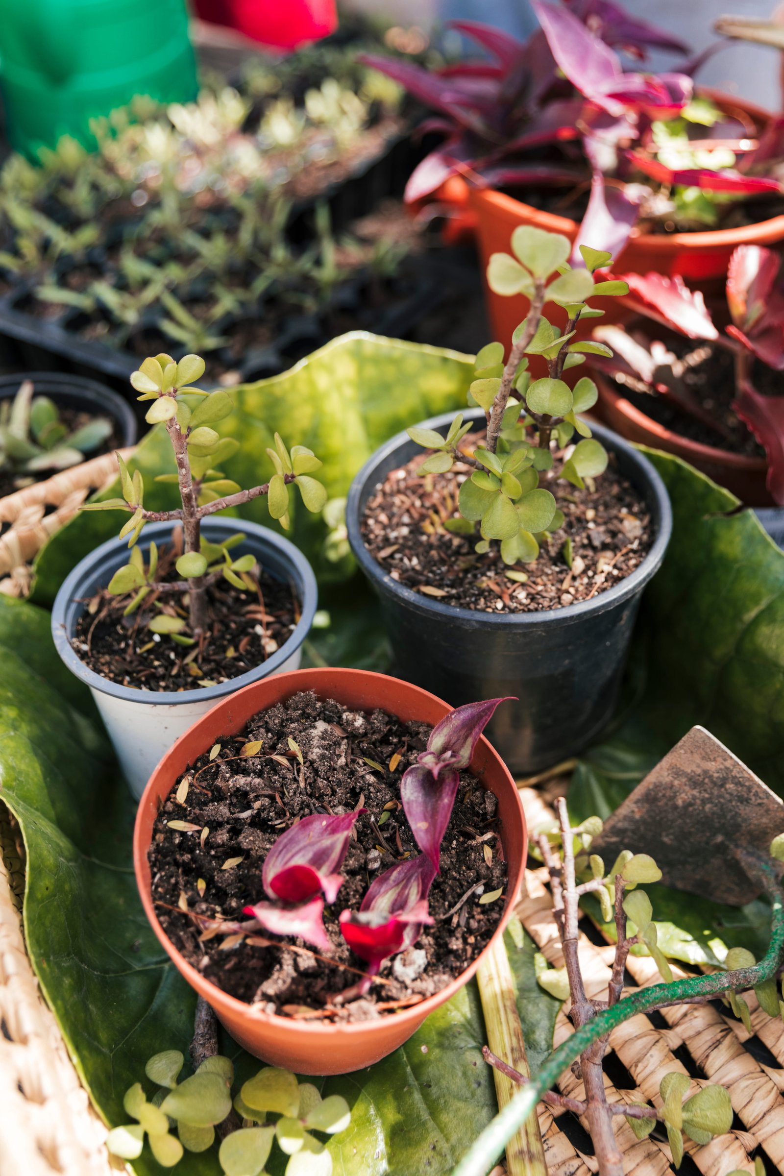 Kerala Spice Garden